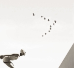 MR Strange Gitard - The Flight