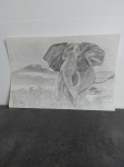 Item N 1 - Afrikaanse Olifant