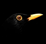 MR Strange Gitard - Blackbird