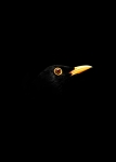 Blackbird