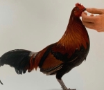 Koen Vanmechelen - Feeding Chicken