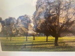 Christo Javacheff - Wrapped Trees- inclusief origineel stukje stof!