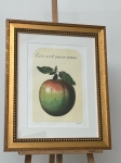 Ren Magritte - ceci n'est pas une pomme