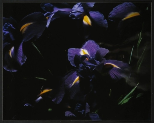 Marie-Jo Lafontaine - Blue Iris