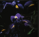 Marie-Jo Lafontaine - Blauwe Iris