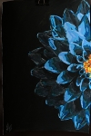 Half of blue flower