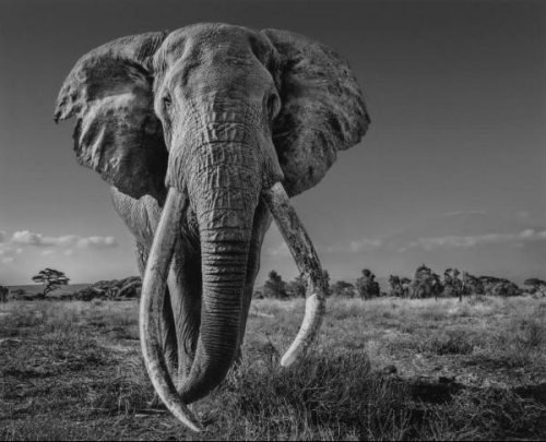 David  Yarrow  - David Yarrow - Space for giant