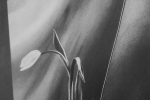 Art Grafts - 'Warped Tulip'