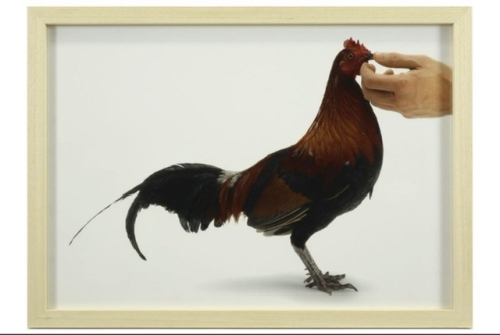 Koen Vanmechelen - Nourrir le poulet