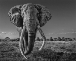 David Yarrow - Espace pour gant