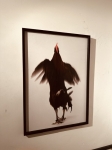 Koen Vanmechelen - Running Chicken