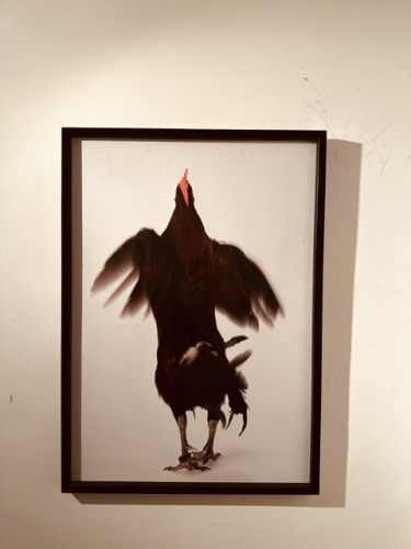 Koen Vanmechelen - Running Chicken