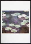 Claude Monet - waterlelies